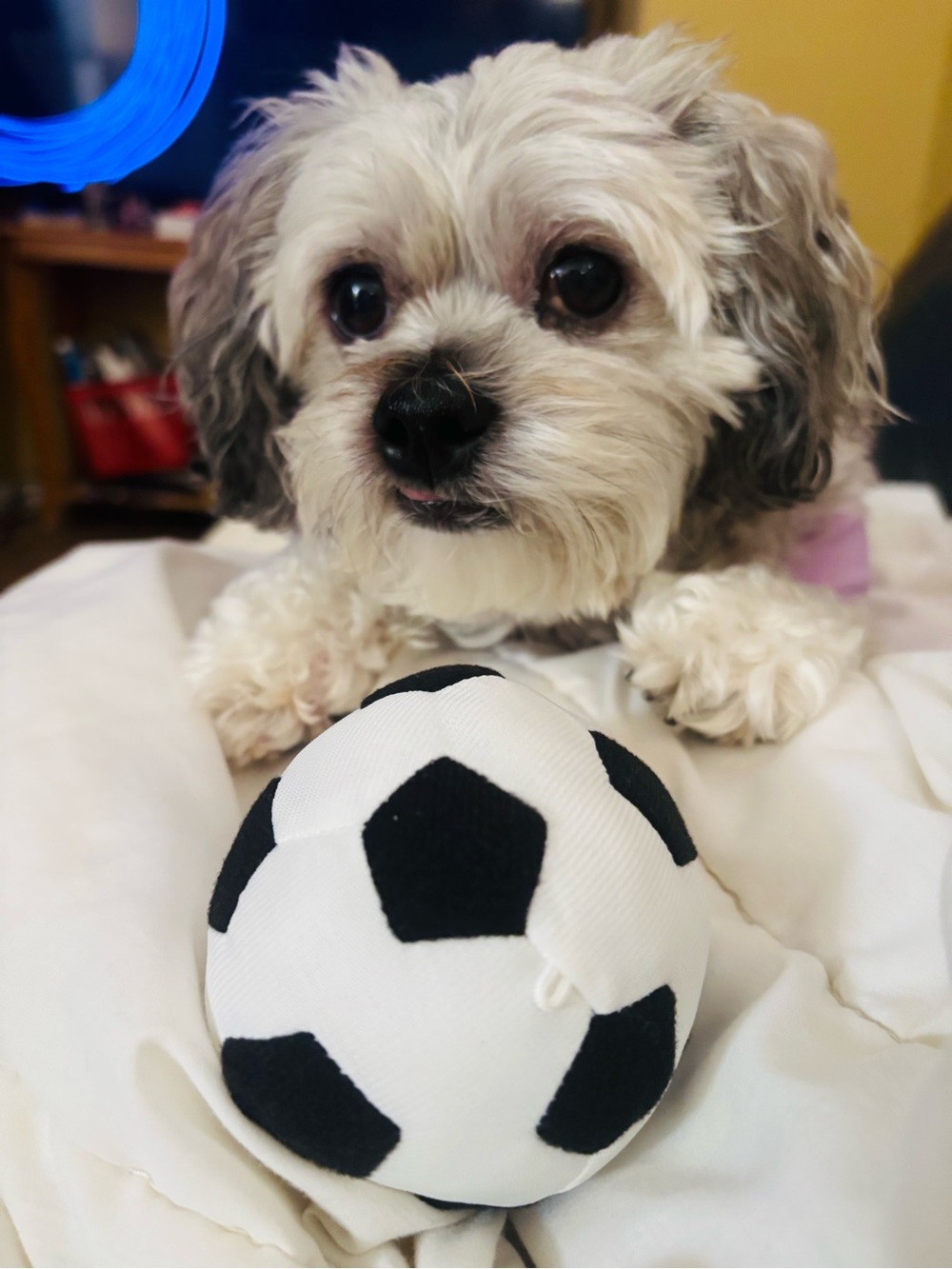 IKEA Black and White Plush Soccer Dog Toy 3 1/4” new w tags